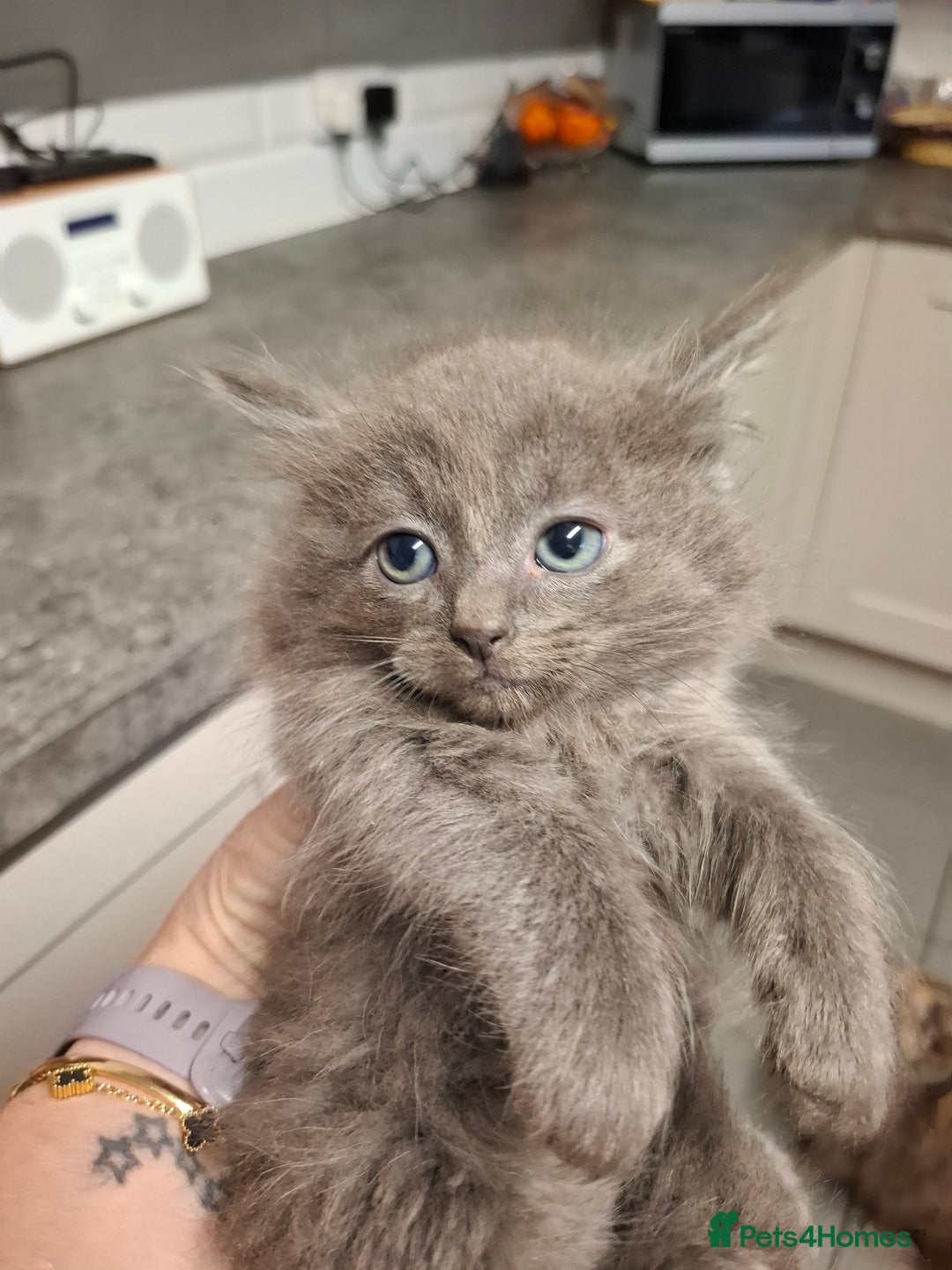 Mixed Breed cats for sale: 4 kittens looking for loving home  - Advert 3