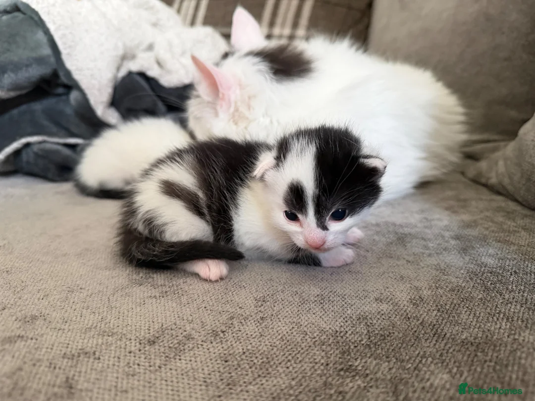 Mixed Breed cats for sale: 14 week only kitten looking for a loving home  in Dereham - Advert 8