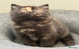 British Shorthair cats for sale: Rare Coloured British Shorthair kittens - Image 25