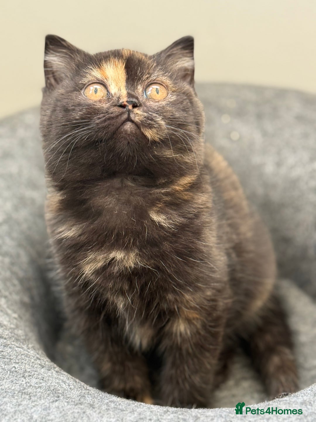 British Shorthair cats for sale: Rare Coloured British Shorthair kittens - Image 25