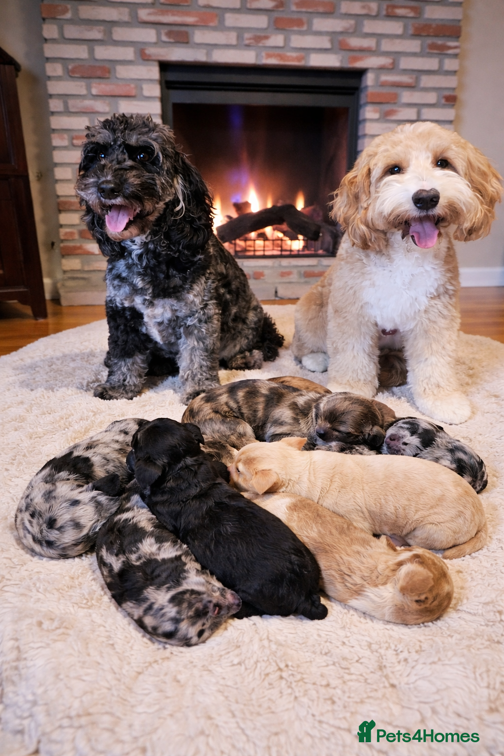 Australian Labradoodle dogs AUSTRALIAN LABRADOODLE PUPPIES - Advert 4