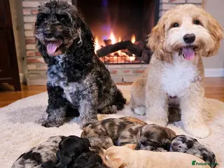 Australian Labradoodle dogs AUSTRALIAN LABRADOODLE PUPPIES - Advert 3
