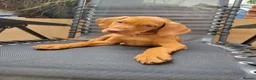 Hungarian Vizsla dogs for sale: Hungarian Vizsla - Advert 4