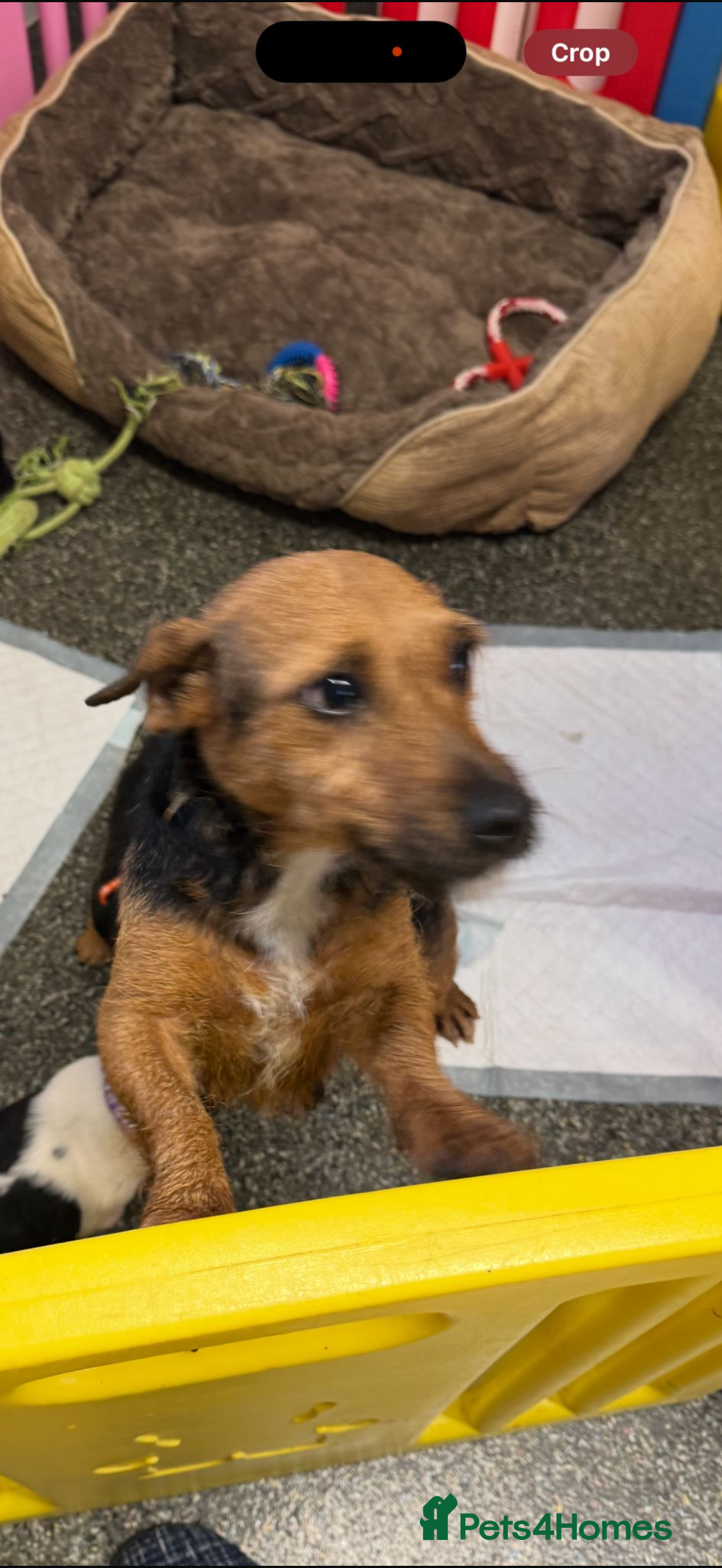 Jack Russell dogs for sale: Jack russsell  - Advert 1