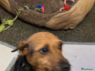 Jack Russell dogs Jack russsell - Advert 1