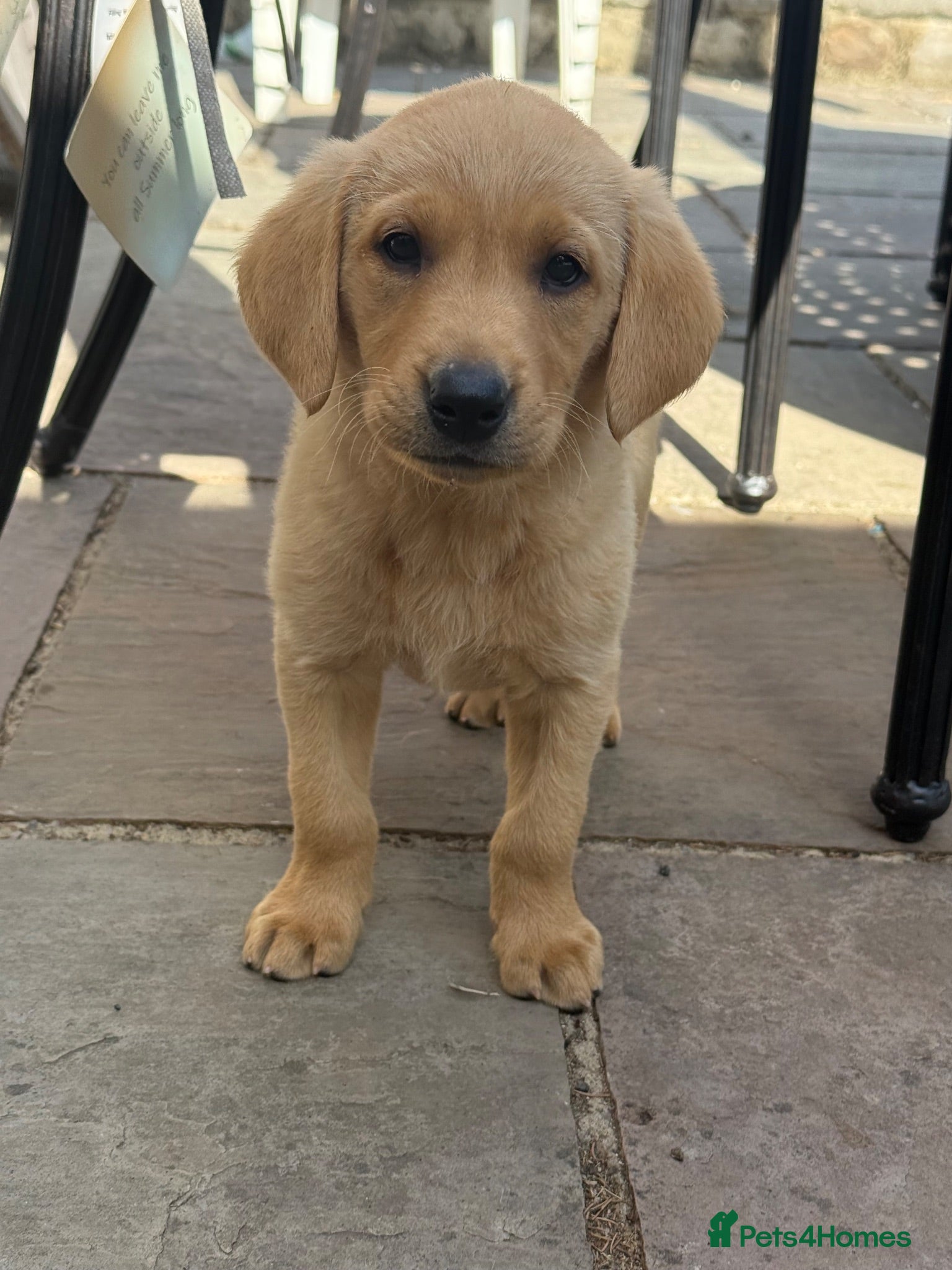 Labrador Retriever dogs Fantastic KC 🧡one Boy 💗 one girl Lab Puppies - Advert 2
