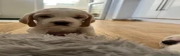 Beagle dogs for sale: Exceptional Breed Beagle Puppies in South Ockendon - Advert 8