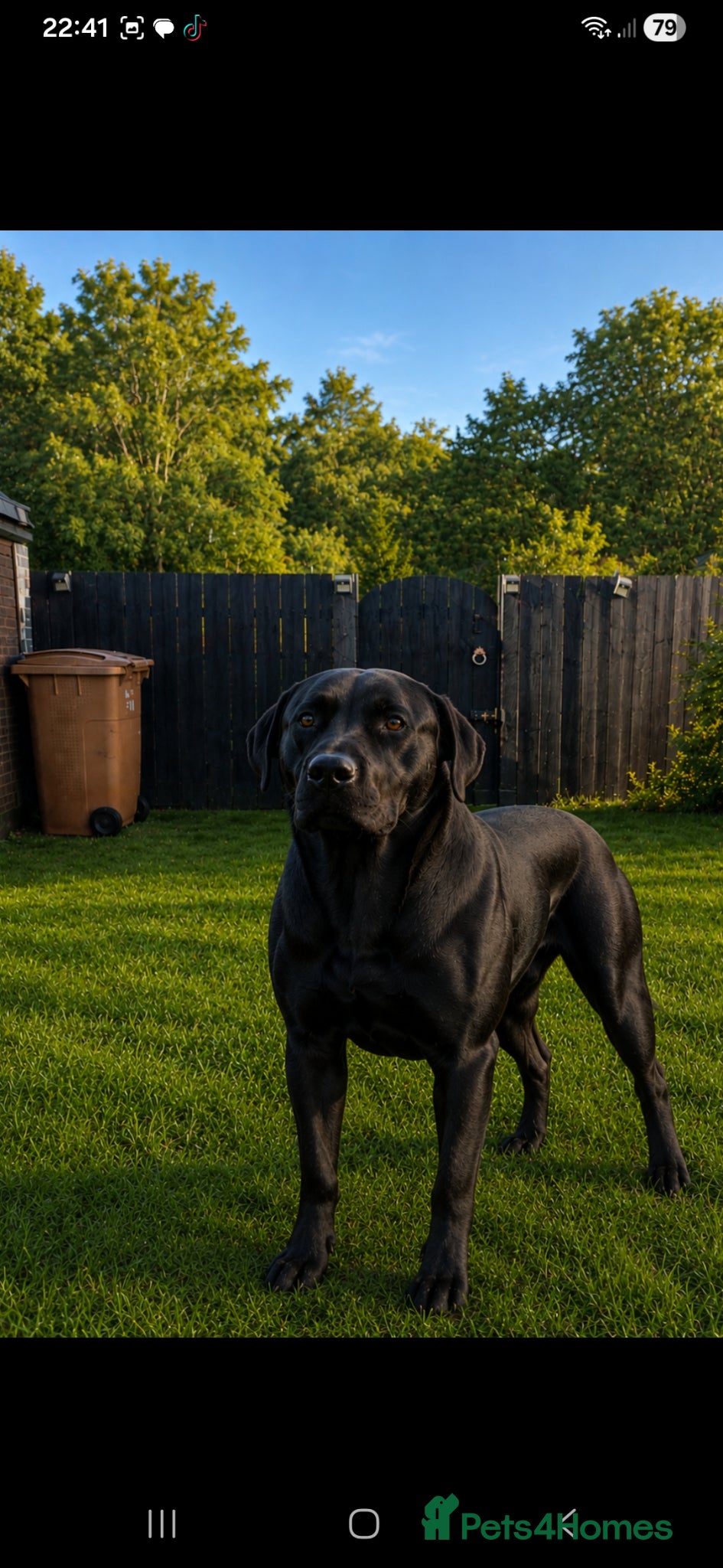 Labrador Retriever dogs for stud: Labrador for stud  east ayrshire - Advert 1