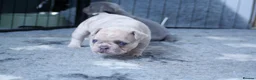 French Bulldog dogs for sale: French bulldog puppies  in Edinburgh - Advert 5