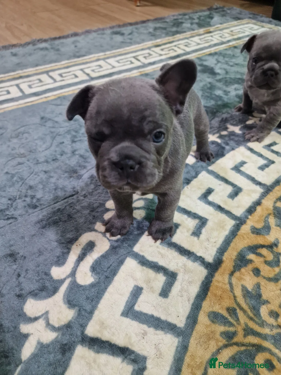 French Bulldog dogs for sale: Beautiful blue french bulldogs puppies  - Advert 8