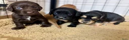 Sprocker dogs for sale: Sprocker puppies in Sandy - Advert 7