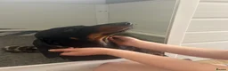 Miniature Dachshund dogs for sale: 1 girl ready now, KC, health tested,PRA clear - Advert 7