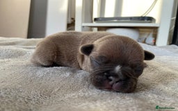 French Bulldog dogs for sale: French bulldog pups  - Image 8