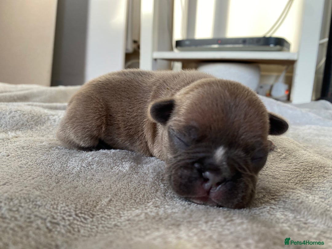 French Bulldog dogs for sale: French bulldog pups  - Image 8
