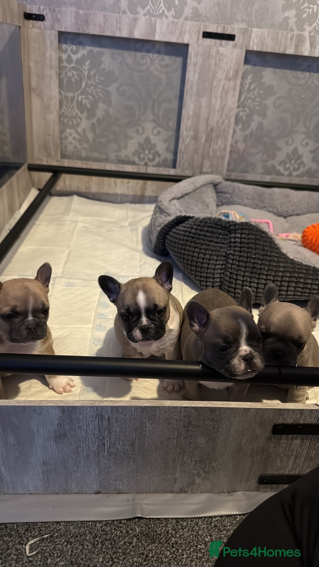 French Bulldog dogs for sale: 4 beautiful French bulldog puppies - Advert 4