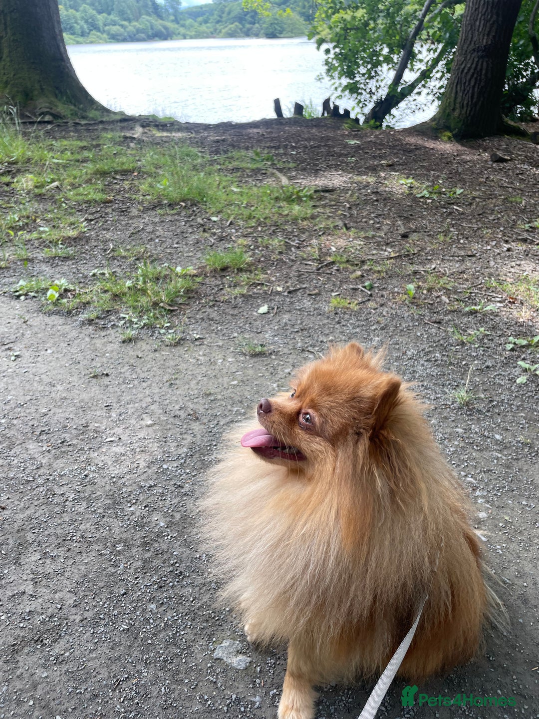 Pomeranian dogs for stud: Cobee (PROVEN)  ( STUD ONLY ) (PRODUCING MERLES)   in Liverpool - Advert 24