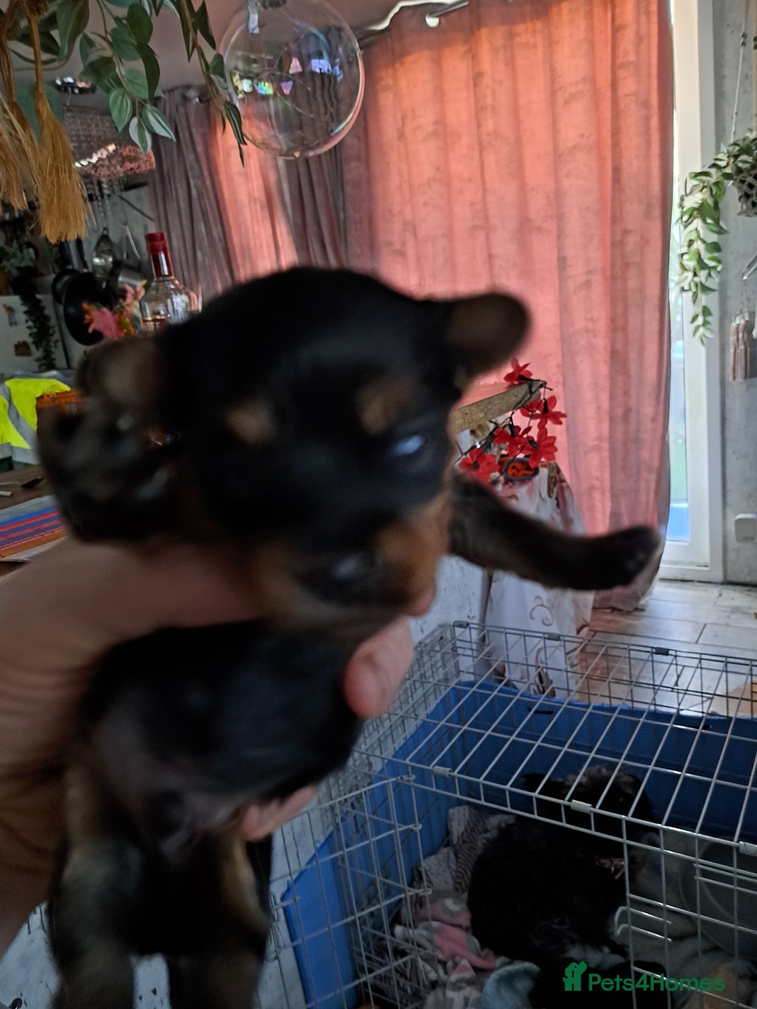 Yorkiepoo dogs for sale: Yorkiepoo - Advert 2