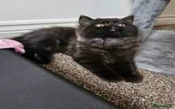 Persian cats for sale: Stunning Persian Boy - Image 24