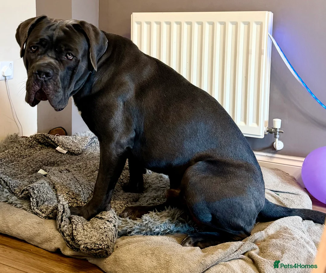 Cane Corso dogs for sale: 💙Cane Corso Boy Seeking Experienced,Loving Home💙 - Advert 4