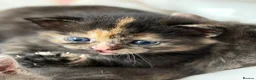 Mixed Breed cats for sale: 2 remaining kittens- £120 each or £220 for both  - Advert 14