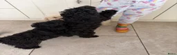 Mixed Breed dogs for sale: Cockachon /cockerchon pups  - Advert 3