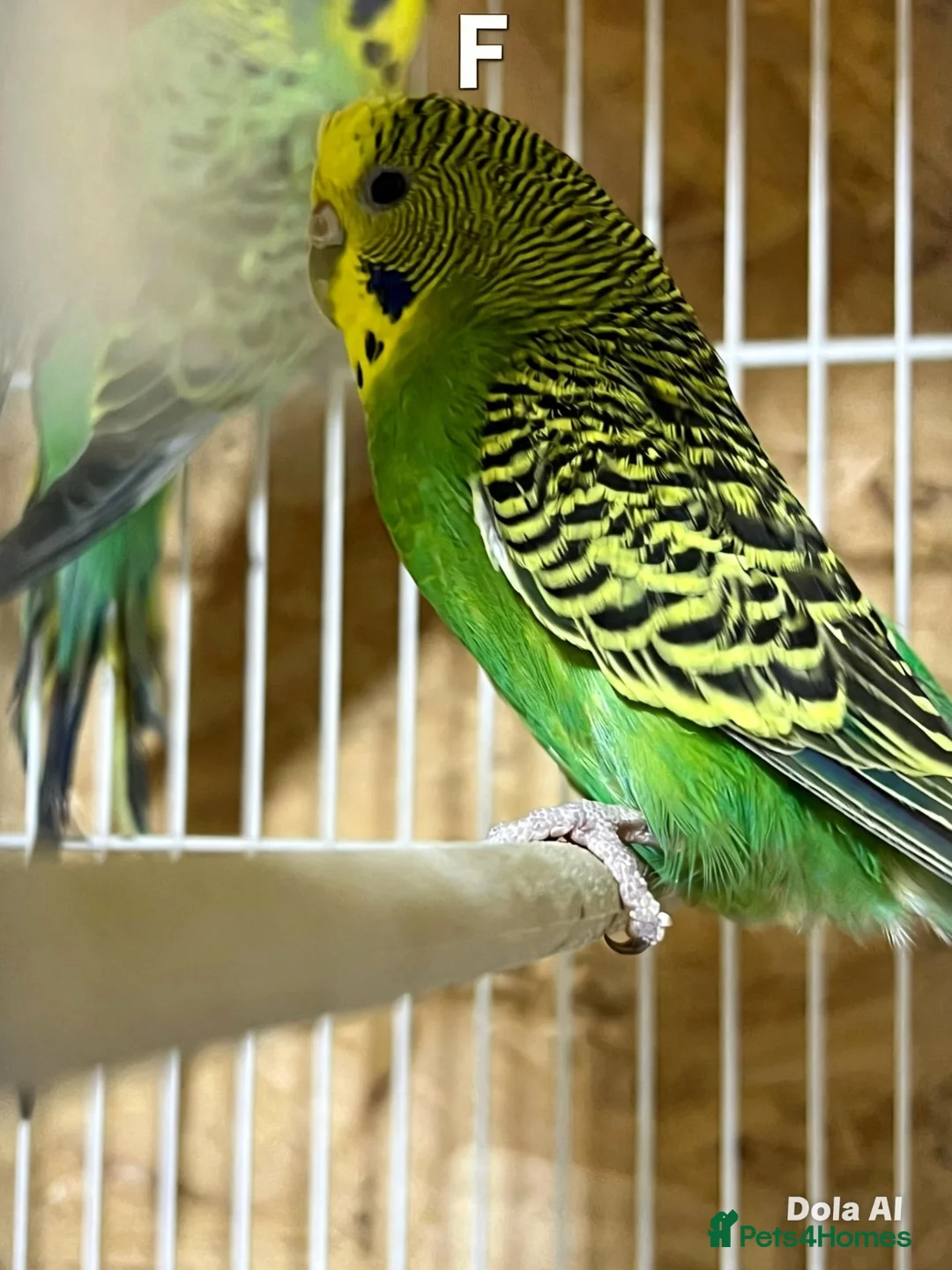 Budgerigars birds for sale: Pair budgies - Advert 9