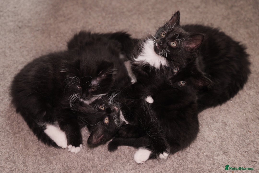 Turkish Angora cats for sale: Playful, Socialised Kittens Seeking Loving Home - Advert 10