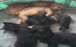 Mixed Breed cats for sale: Beautiful Kittens  - Image 3