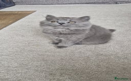 British Longhair cats for sale: READY NOW, ACTIVE OR PET BLH GIRL, GCCF, PEDIGREE - Image 7