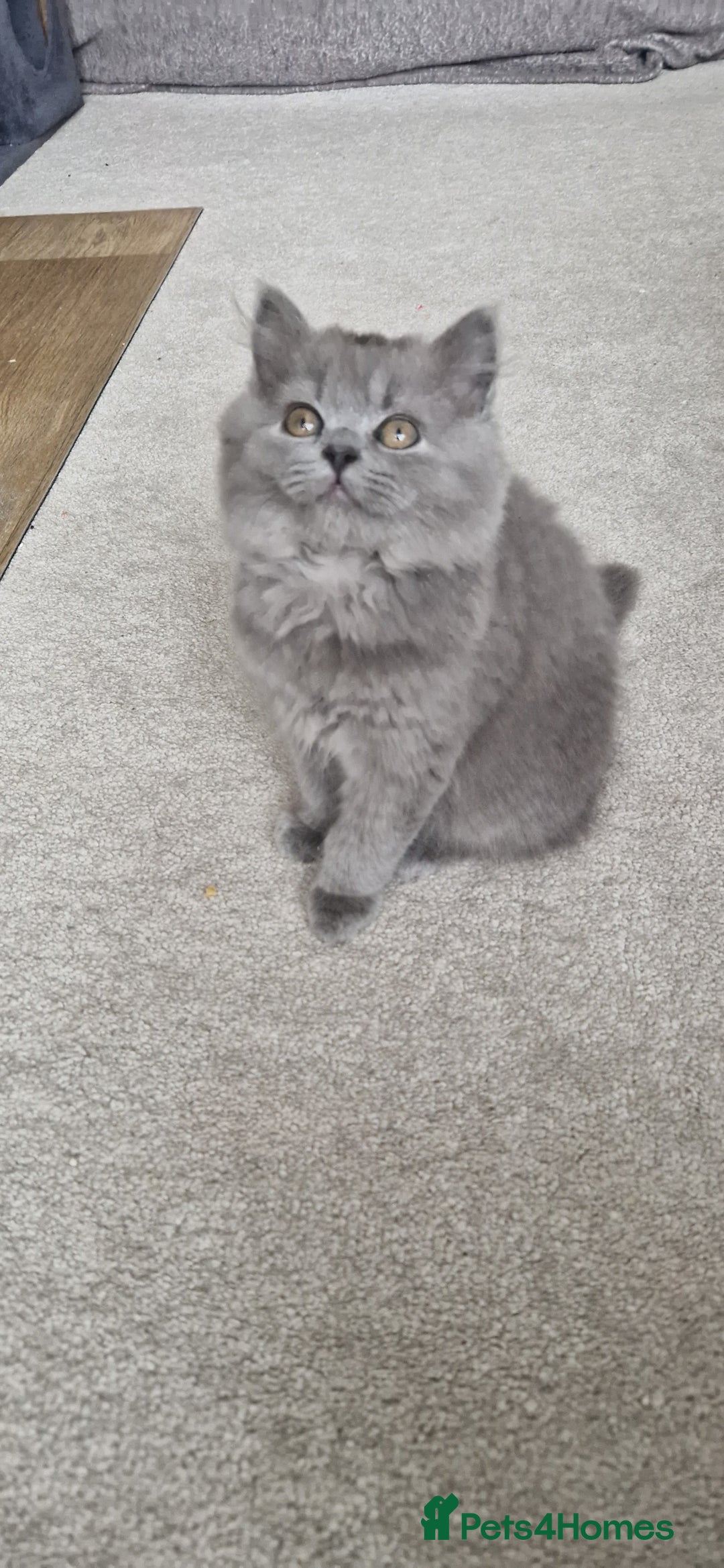 British Longhair cats for sale: READY NOW, ACTIVE OR PET BLH GIRL, GCCF, PEDIGREE - Image 7