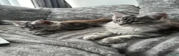 Maine Coon cats for sale: XXL Maine Coons Kittens Champion Sired  - Advert 5