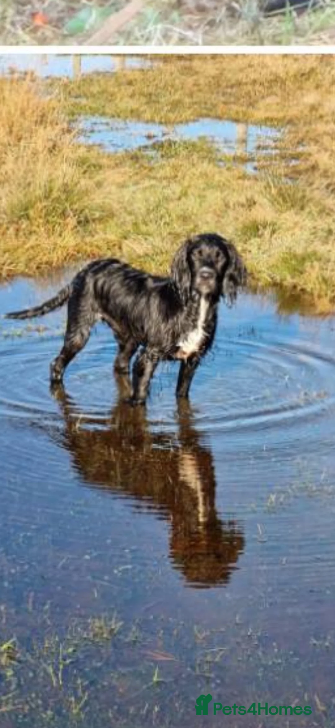 Mixed Breed dogs for sale: Sprockerpoos in Cornwall  - Advert 2