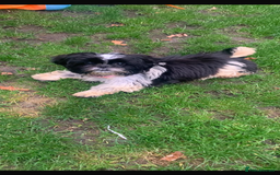 Shih Tzu dogs for sale: Gorgeous Shih Tzu puppy, 4 months old.  - Image 3