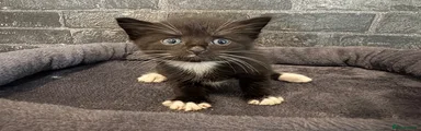 Domestic Shorthair 2