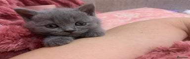 British Shorthair Kitten 3