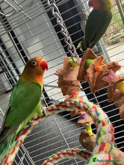 Lovebirds birds Love Birds  - Advert 1