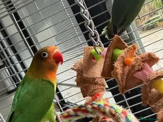 Lovebirds birds Love Birds - Advert 1