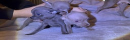Chihuahua dogs for sale: Three Boy Chihuahuas | Lilac & Blue | Ready - Advert 12