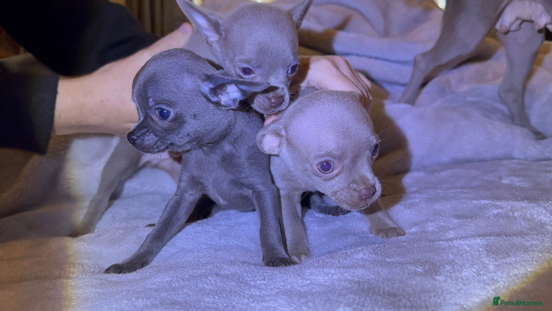 Chihuahua dogs for sale: Three Boy Chihuahuas | Lilac & Blue | Ready - Advert 12