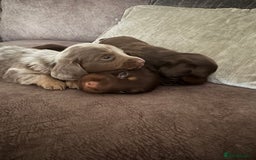 Miniature Dachshund dogs for sale: Long haired miniture dachshund  - Image 7