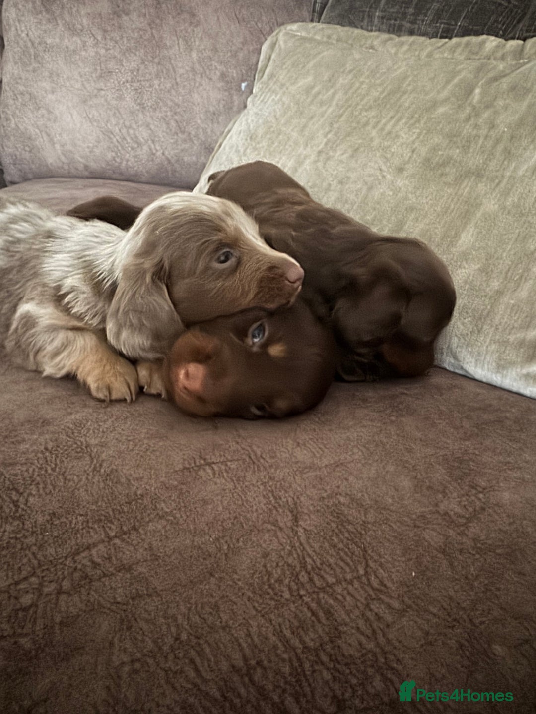 Miniature Dachshund dogs for sale: Long haired miniture dachshund  - Image 7