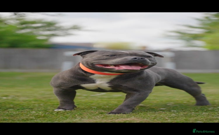 Staffordshire Bull Terrier dogs in Nottingham - Advert 5
