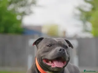 Staffordshire Bull Terrier dogs NARCOS! THE U.K’s FINEST STAFFY AVAILABLE NOW! in Nottingham - Advert 11
