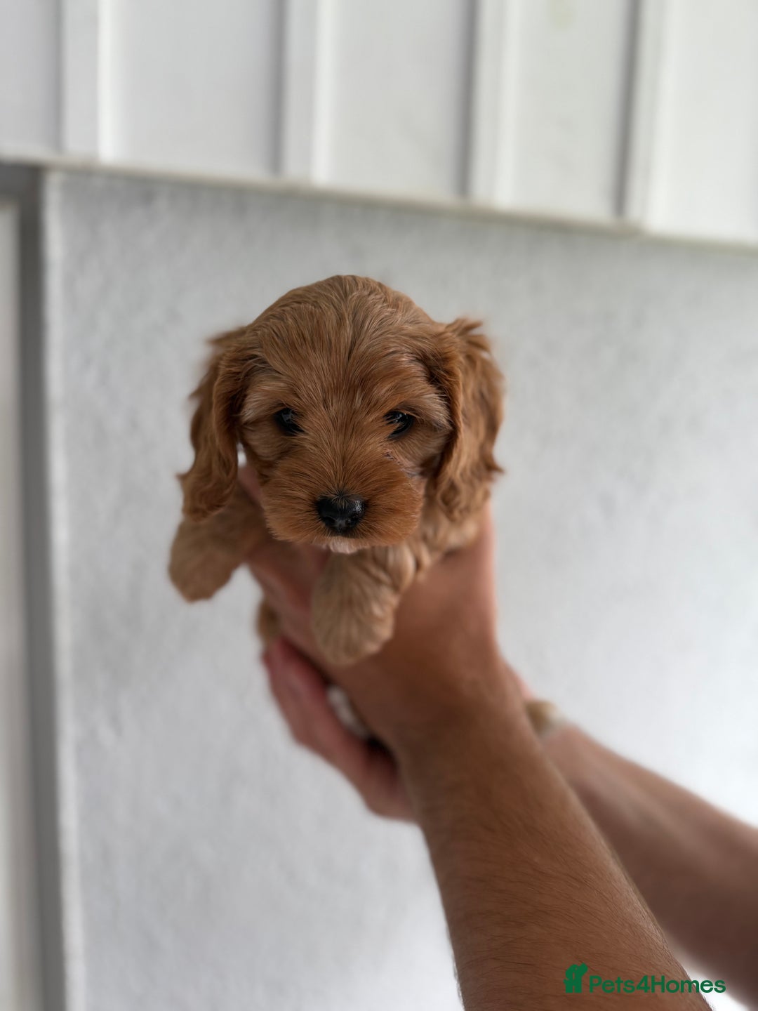 Cavapoo dogs for sale: 6 Beautiful Toy Cavapoo Girls  - Image 10