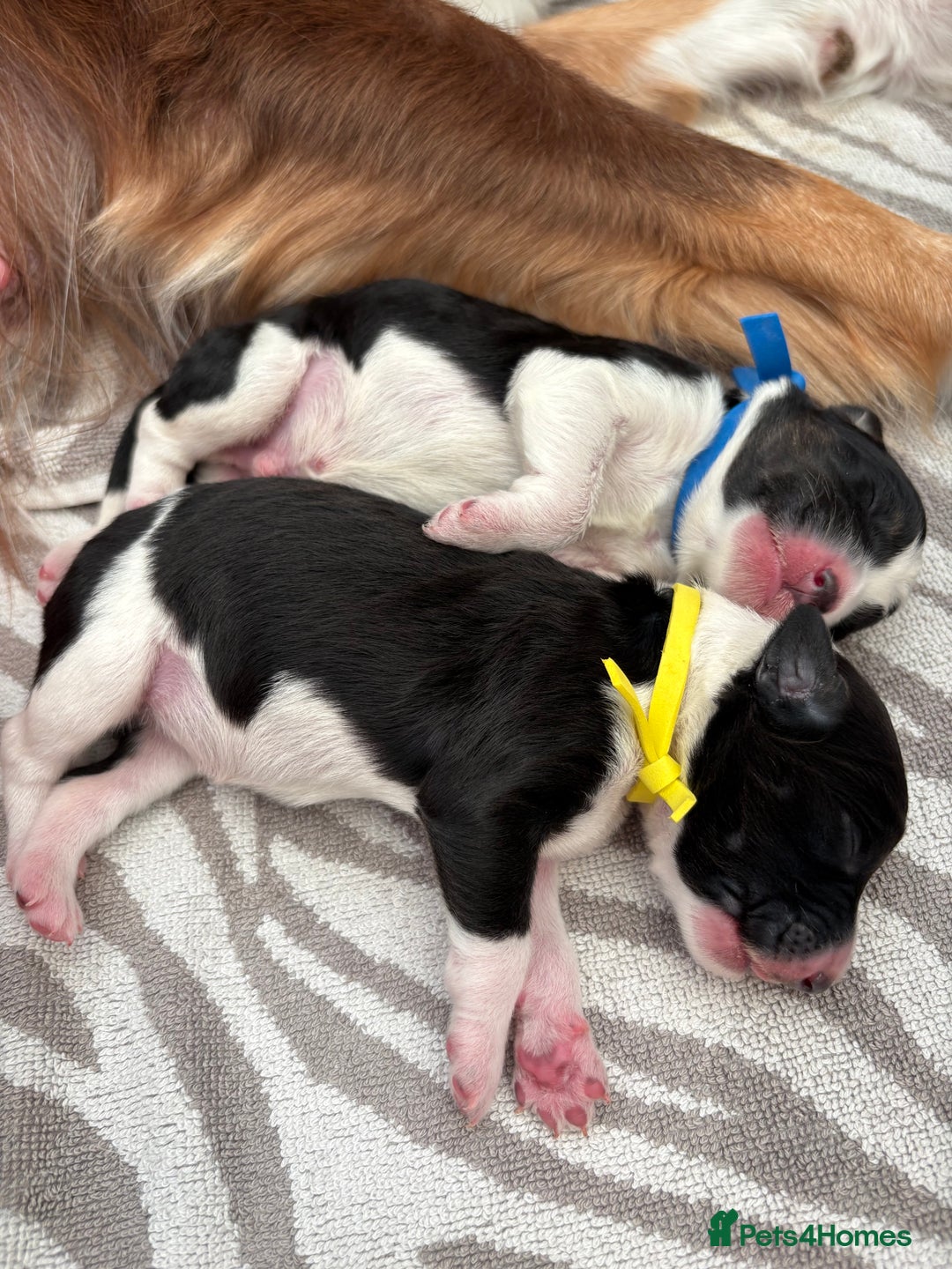 Bordoodle dogs for sale: Bordoodle Pups - Image 37