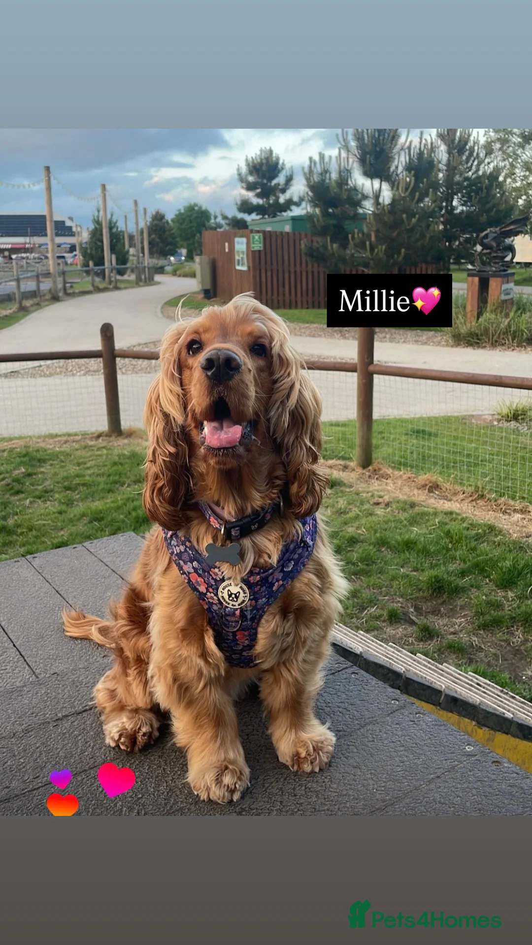 Cocker Spaniel dogs for sale: ✨🩷2 Girls Available 🎀Villaspaniol lines - KC REG - Advert 10