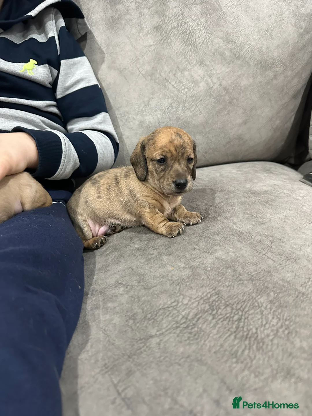 Miniature Dachshund dogs for sale: Miniatures dachshunds - Advert 11