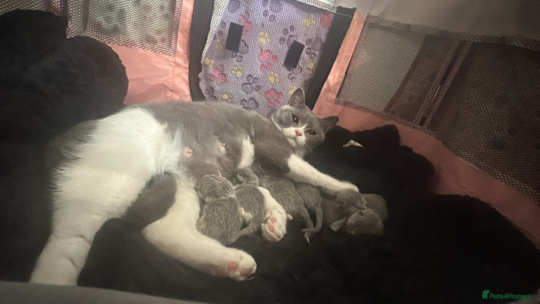 British Shorthair cats for sale: BEAUTIFUL BRITISH SHORTHAIR KITTENS - Image 9