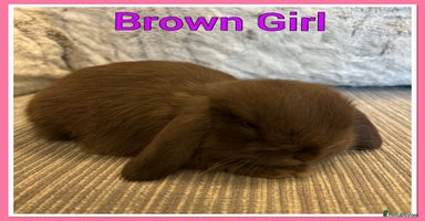 Mini Lop rabbits Pure Mini Lop Baby Rabbits  - Advert 4