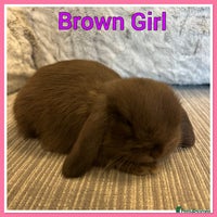 Mini Lop rabbits Pure Mini Lop Baby Rabbits - Advert 4